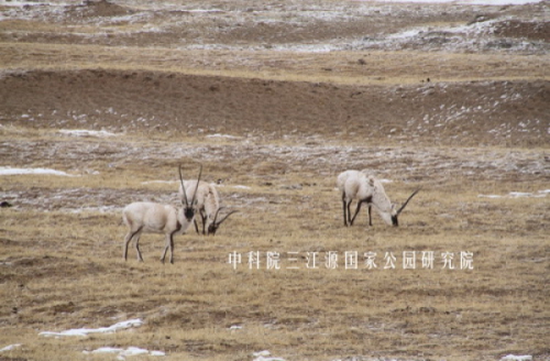 可可西里藏羚羊_副本_调整大小 可可西里藏羚羊_副本_调整大小