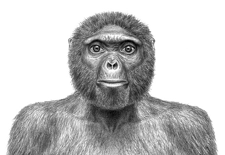 最古老人类祖先骨骼化石(图片提供:J. H. Matternes via Science/AAAS ) 最古老人类祖先骨骼化石(图片提供:J. H. Matternes via Science/AAAS )