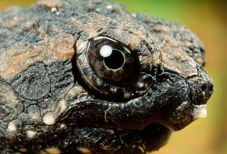 脊椎动物的眼睛 脊椎动物的眼睛