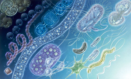 细菌的“腿” 细菌的“腿”