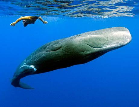 鲸鱼 鲸鱼