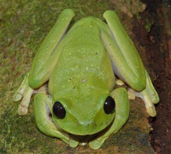 Nyctimystes树蛙 Nyctimystes树蛙