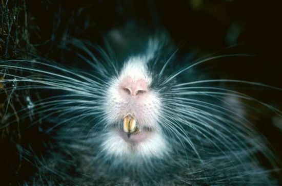 南美树栗鼠 南美树栗鼠