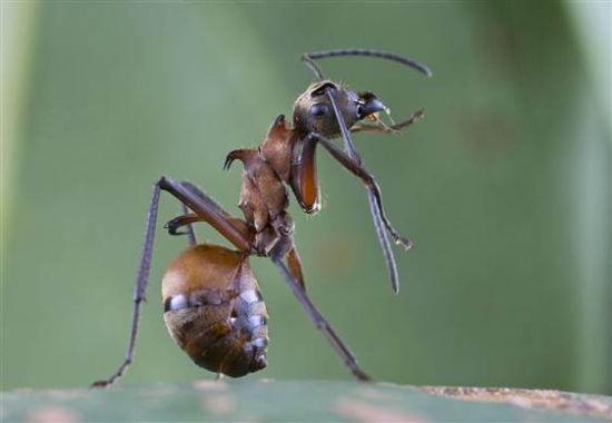 鱼钩蚁 鱼钩蚁