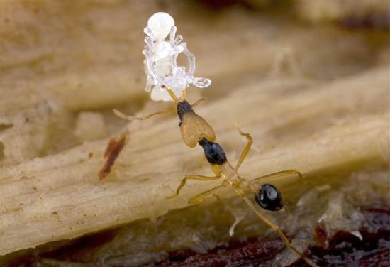雌虎蚁 雌虎蚁