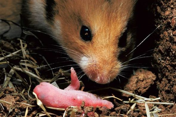 仓鼠妈妈：吃掉亲骨肉(图片来源：Heidi and Hans-Jurgen Koch, Minden Pictures)