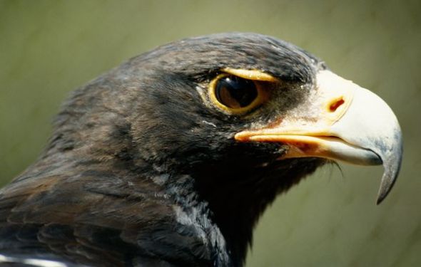 黑鹰妈妈:眼见骨肉相残(图片来源:Chris Du Plessis/Gallo Images via Getty Images) 黑鹰妈妈:眼见骨肉相残(图片来源:Chris Du Plessis/Gallo Images via Getty Images)