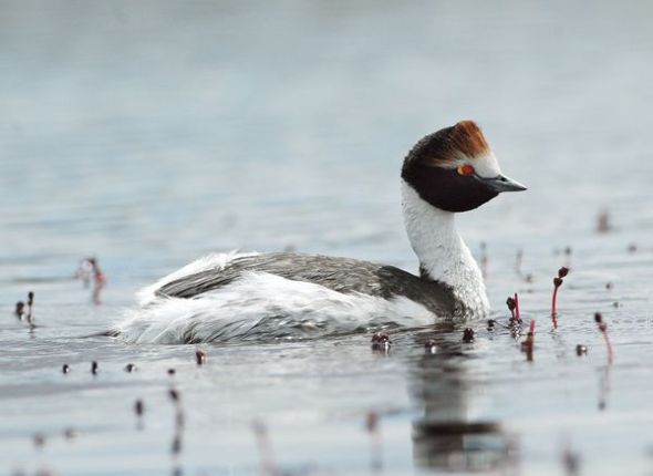 Hooded Grebe妈妈:偏向老大(图片来源:Erwin and Peter Collaerts) Hooded Grebe妈妈:偏向老大(图片来源:Erwin and Peter Collaerts)