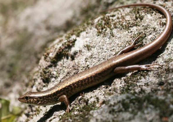 长尾南蜥妈妈:自私的悲观主义者?(图片来源:Arthur D. Chapman) 长尾南蜥妈妈:自私的悲观主义者?(图片来源:Arthur D. Chapman)