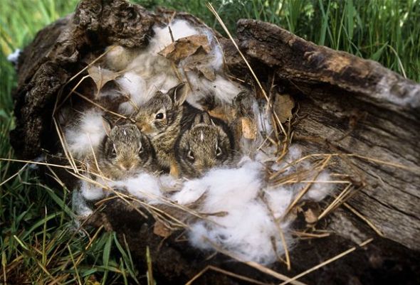 野兔妈妈:抛弃骨肉(图片来源:Jack Milchanowski, Visuals Unlimited) 野兔妈妈:抛弃骨肉(图片来源:Jack Milchanowski, Visuals Unlimited)