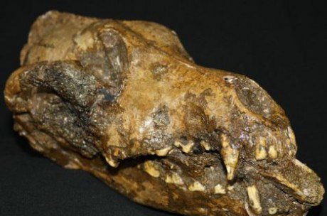 比利时发现史前犬遗骸：嘴含猛犸象骨头