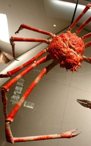 日本蜘蛛蟹寿命可达到100岁