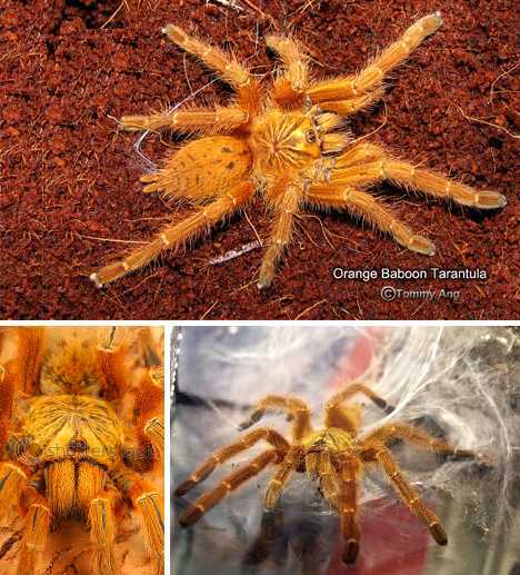 橙色毛蜘蛛
