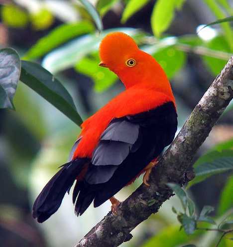 雄鸟利用夺目的色彩和扇状鸟冠吸引潜在配偶，雌鸟的羽毛呈浅褐色，毫无吸引力可言。