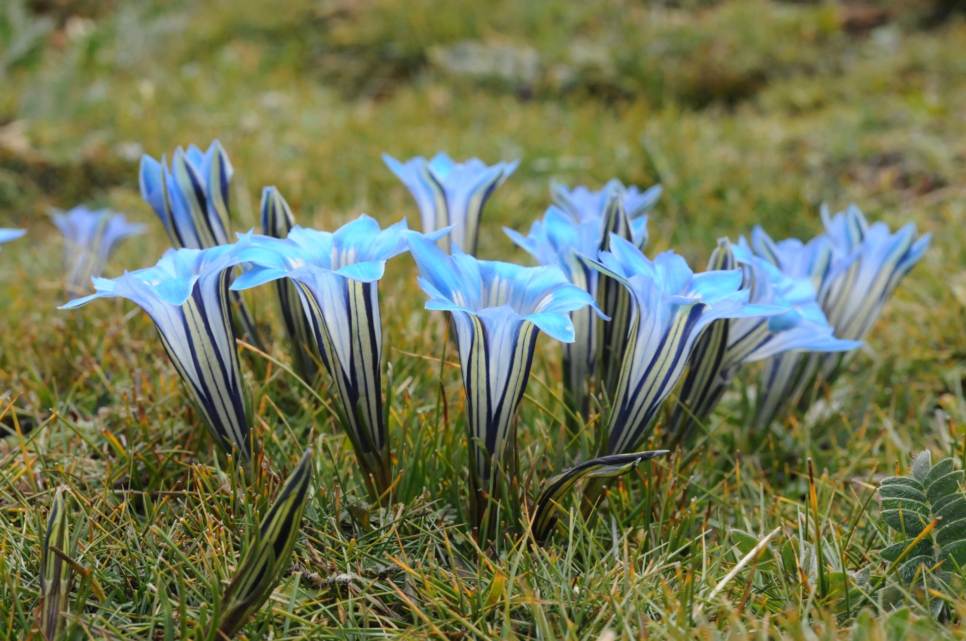 高原种质库出版《三江源国家公园野生维管植物图鉴》