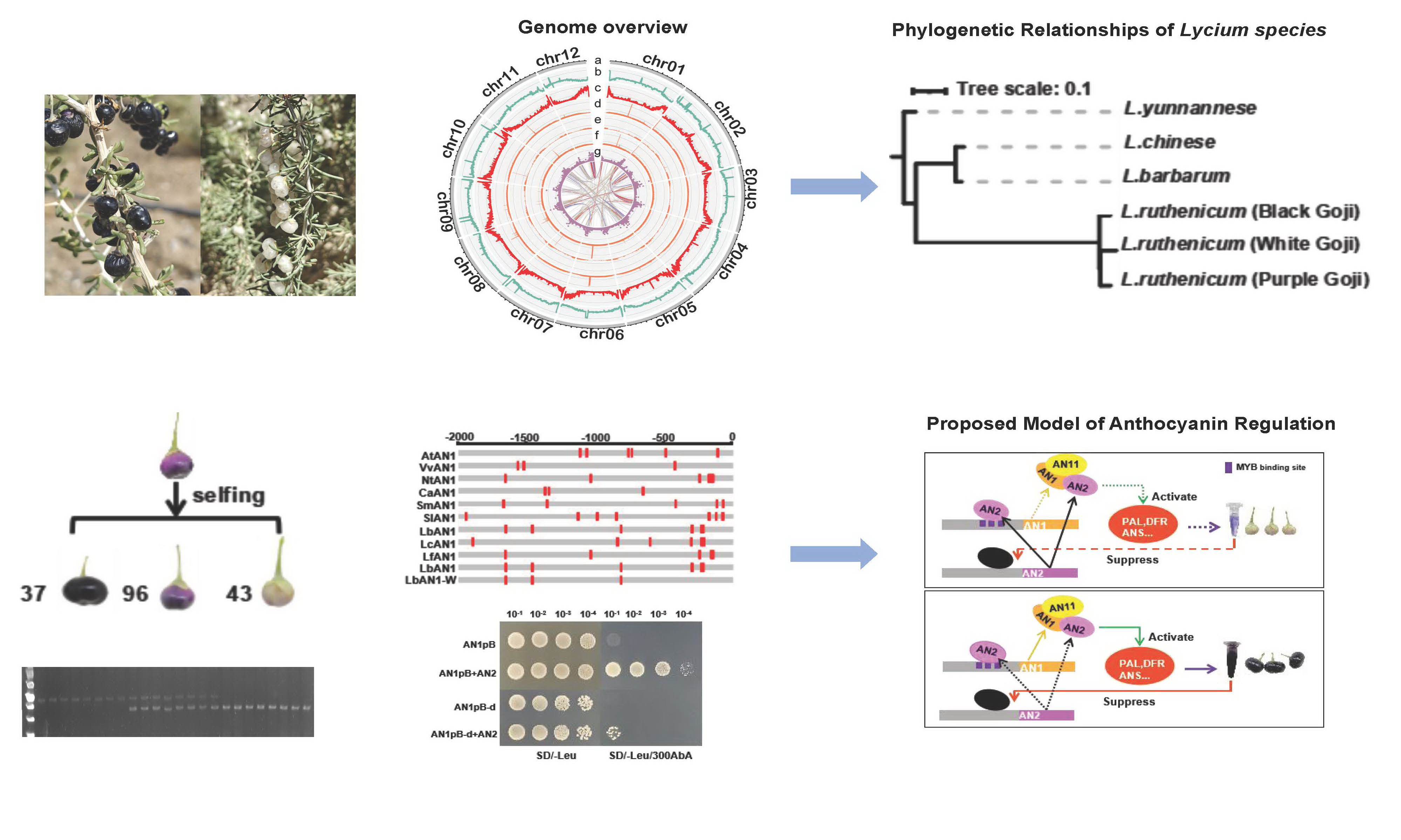 西北高原所在黑果枸杞基因组解析及果实颜色分化研究中取得新进展
