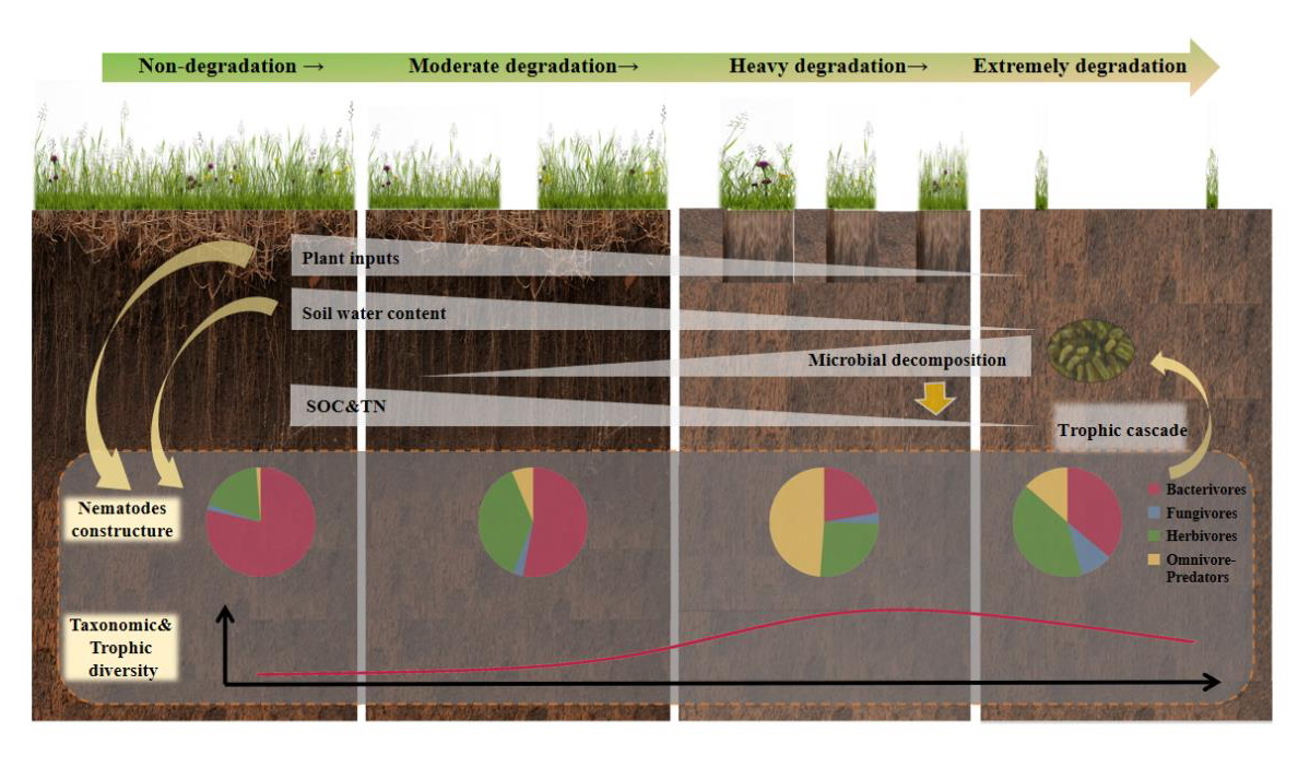 西北高原所海北站揭示多年冻土区草地退化对土壤线虫营养类群的影响及其对土壤碳氮库的调控机制