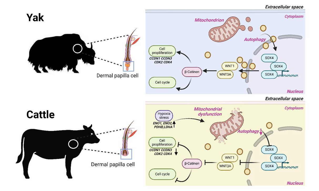 西北高原所揭示自噬-SOX4/WNT/β-Catenin信号调控牦牛毛囊增殖的新机制